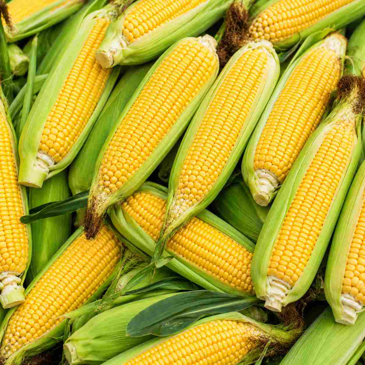 Sweet Corn