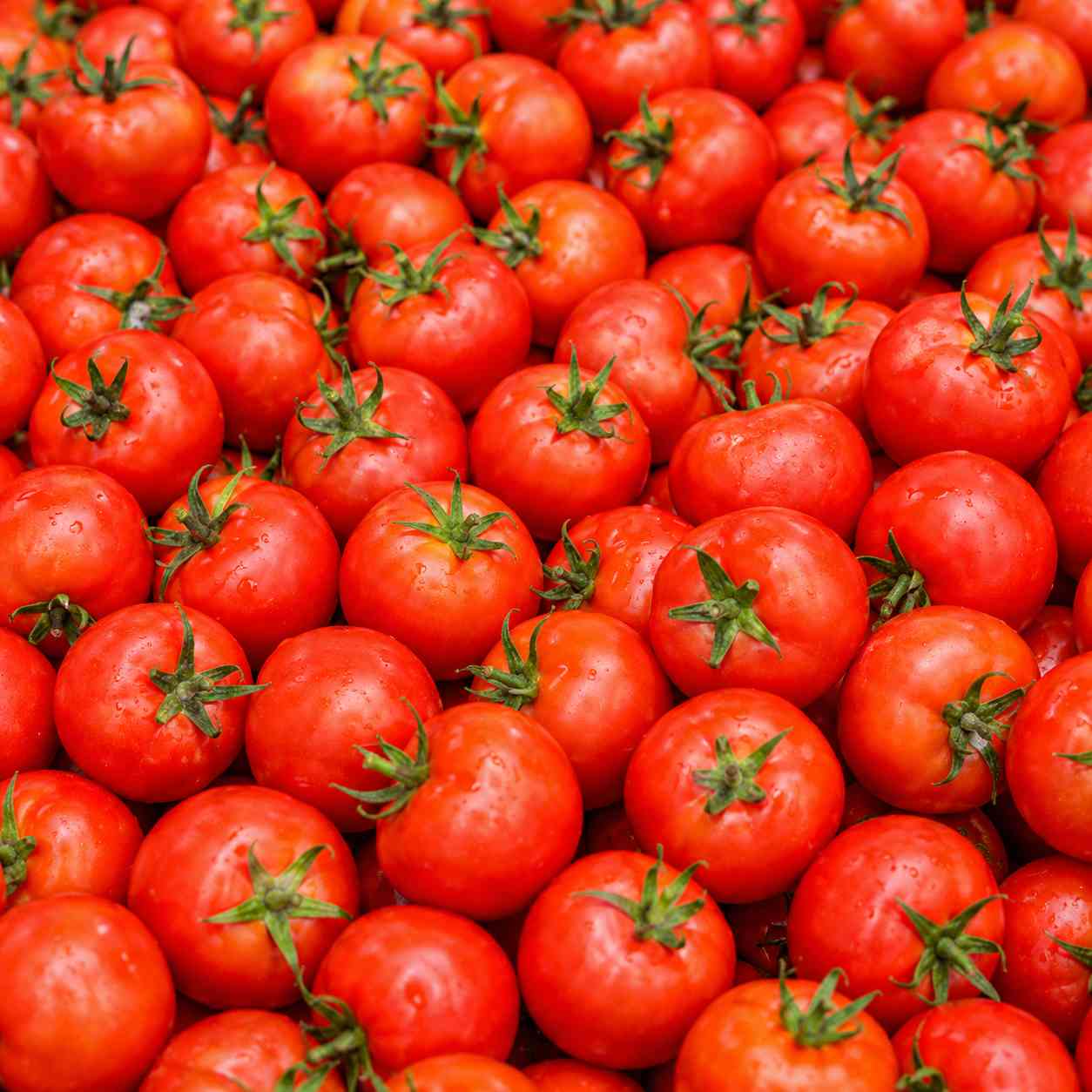 Tomato