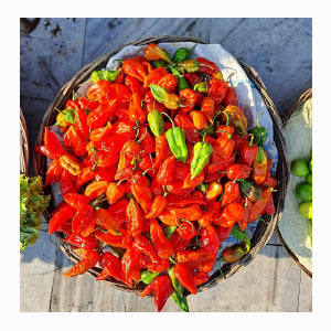 Bhut Jolokia (Ghost Pepper) in India